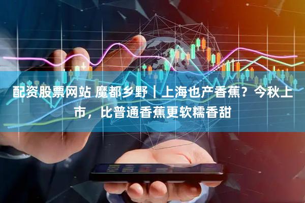 配资股票网站 魔都乡野｜上海也产香蕉？今秋上市，比普通香蕉更软糯香甜